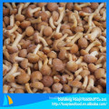 our mainly sourcing raw material frozen nameko mushroom